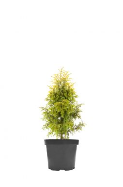 Можжевельник обыкновенный Голд Кон (Gold cone)
